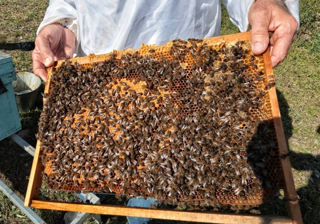 Abejas en el interior de una colmena.