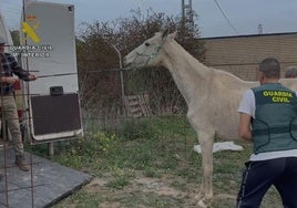 Rescatan a casi 200 animales maltratados en Málaga e investigan a 42 personas