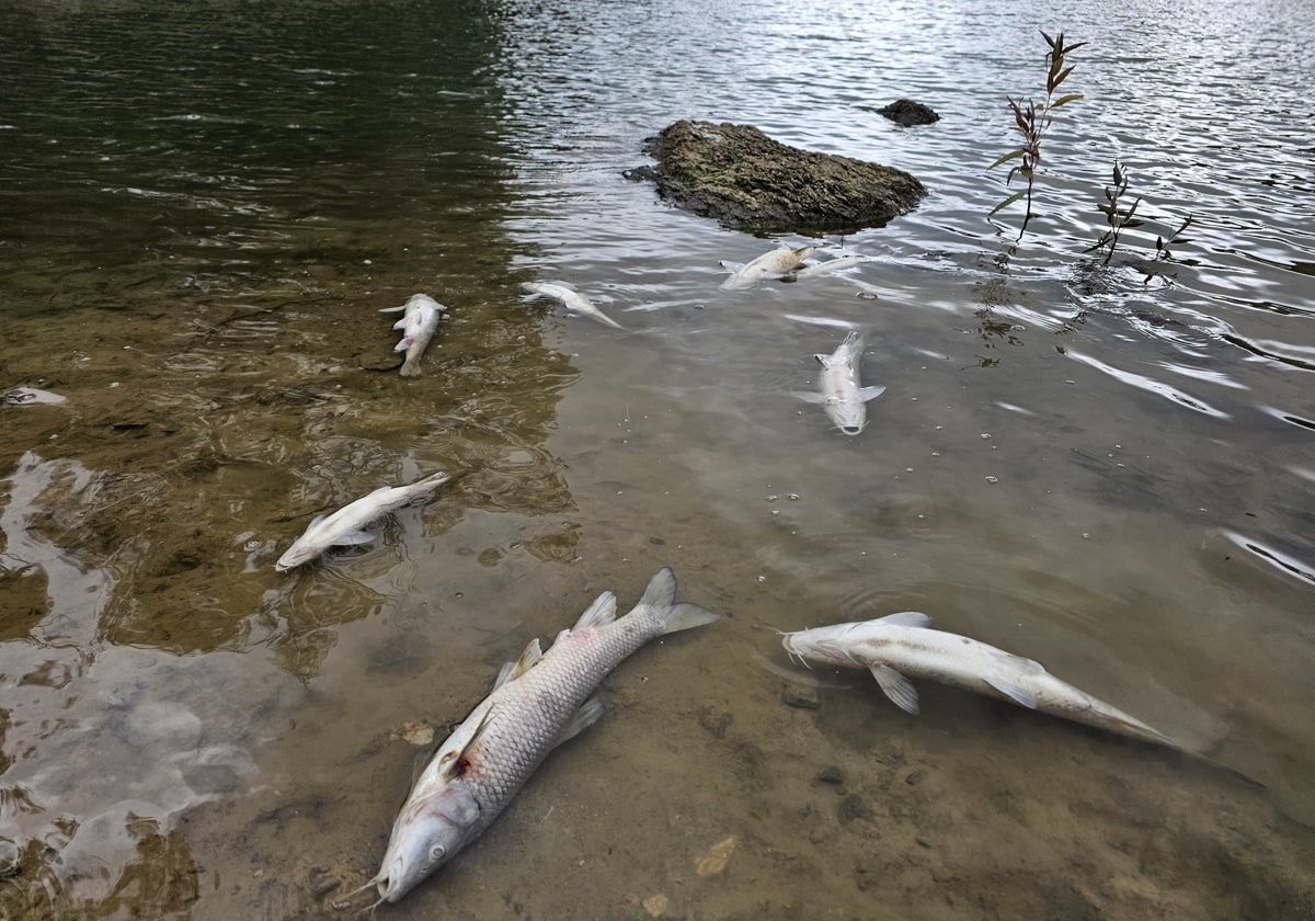 A lo largo de los días siguen apareciendo peces muertos en el Lago de las Tortugas, desconociéndose aún las causas de los decesos