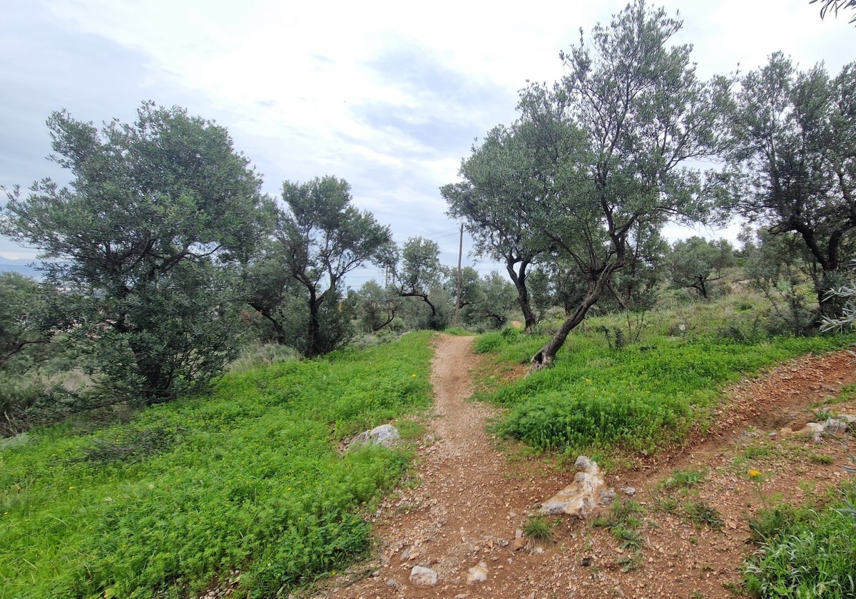 Vista de un olivar tras las últimas lluvias caídas en la provincia.