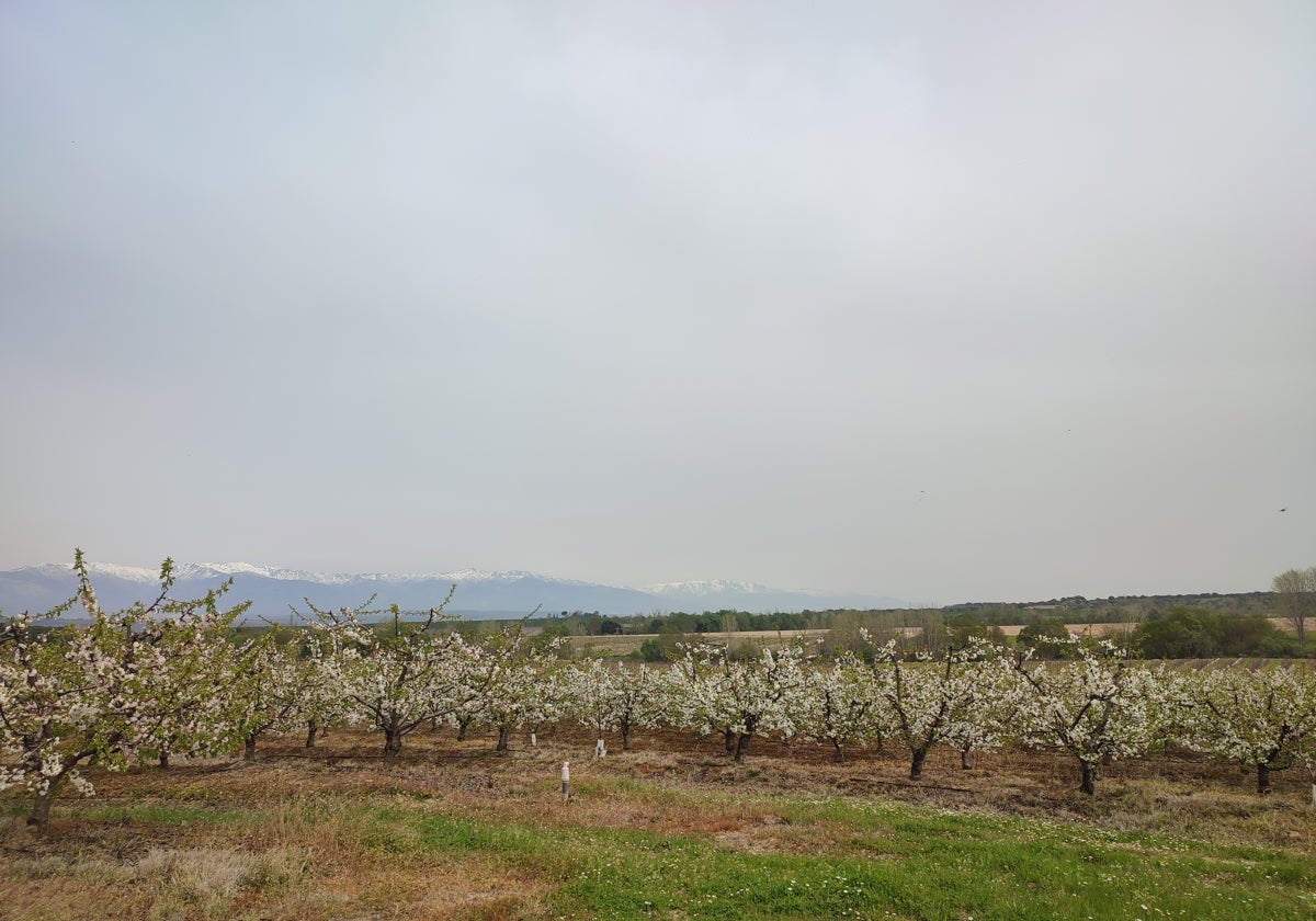 Cerezos en flor en la zona en la que se desarrolla el proyecto de Agrow Analytics.