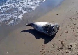 La foca gris Carmela el pasado fin de semana en la playa de Sabinillas-Manilva.