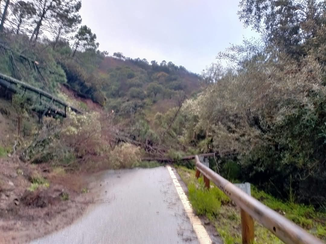 Carretera cortada de Genalguacil a Estepona por la caída de un gran árbol.