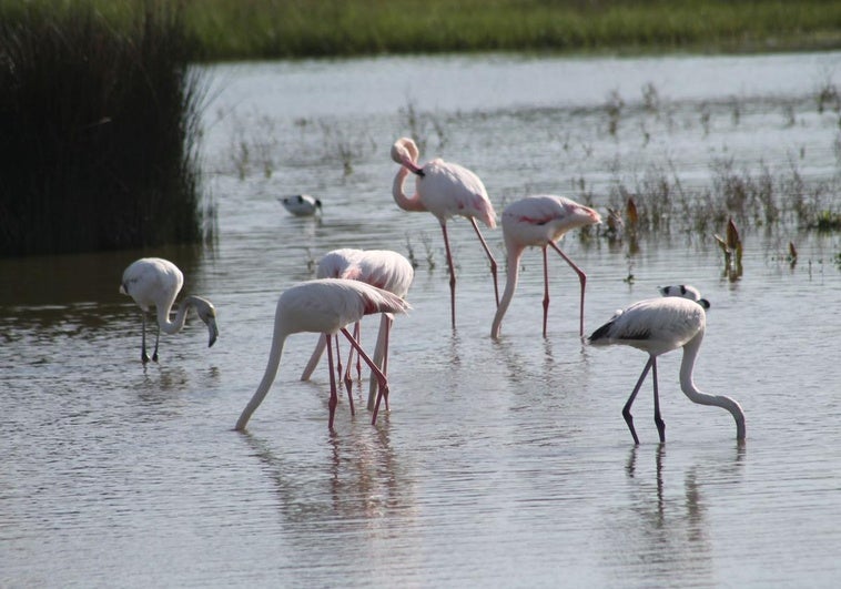 El flamenco rosa se deja ver muy cerca de la orilla de la reserva natural de la laguna de Fuente de Piedra.