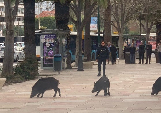 Una piara de jabalíes de paseo por el Parque de Málaga acaban apresados por la Policía Local