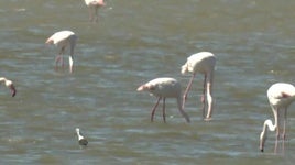Así se encuentra la Laguna de Fuente de Piedra tras las últimas lluvias caídas en la provincia de Málaga
