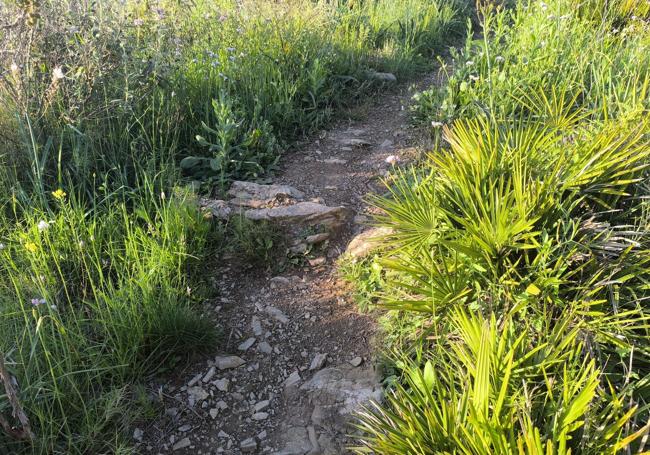 El palmito es una de las especies botánicas que hay junto al camino