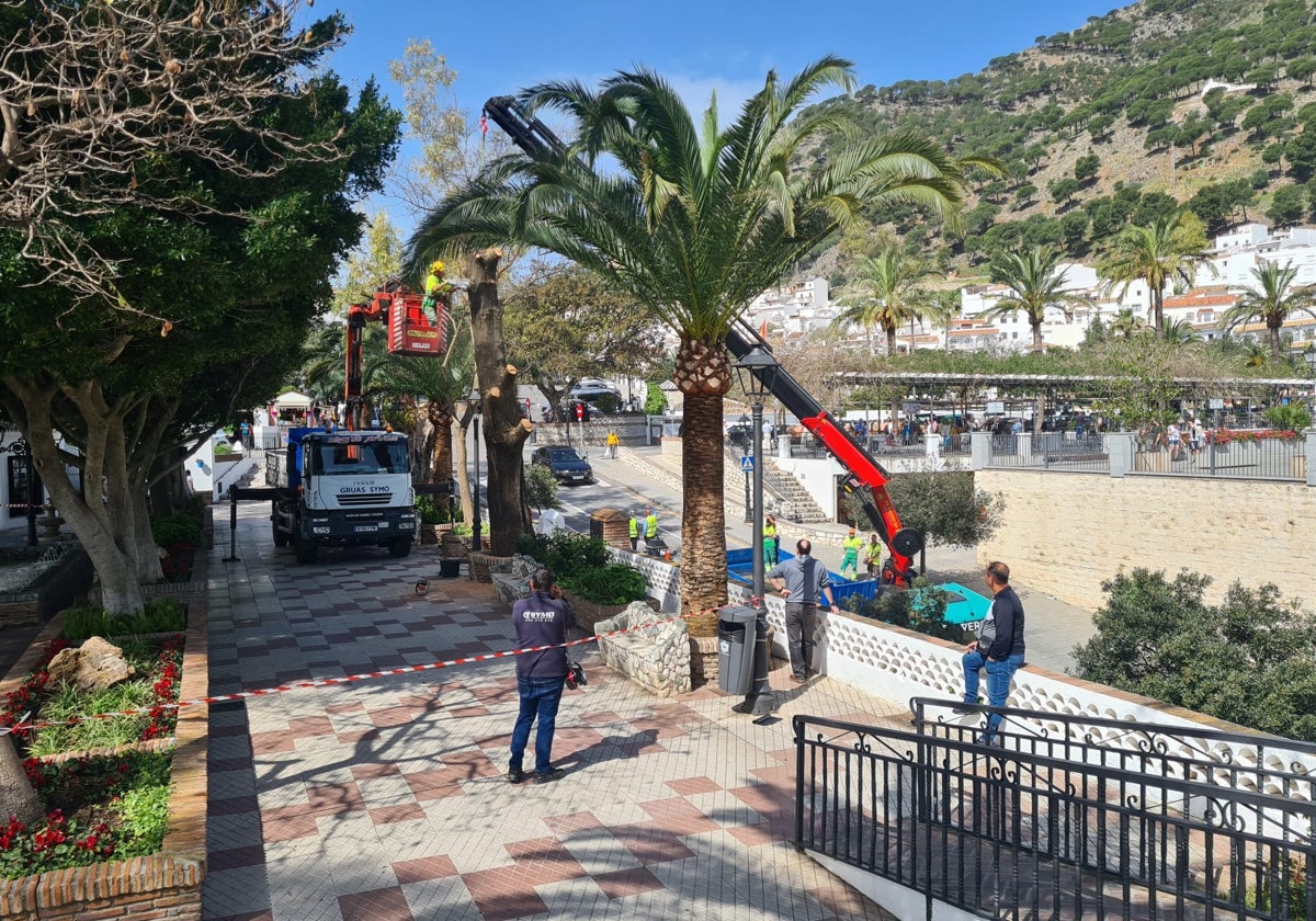 El impresionante dispositivo para talar un ciprés centenario de la zona más turística de Mijas