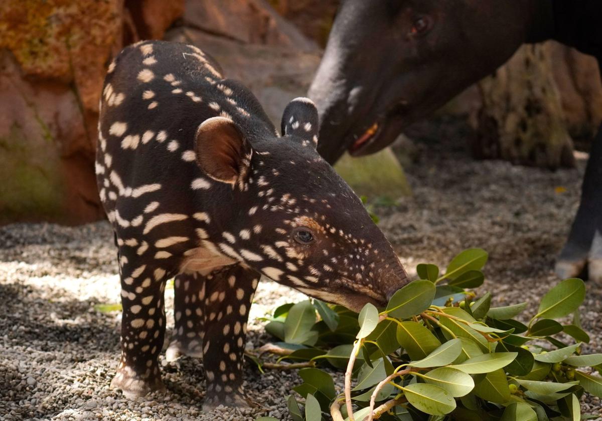 El pequeño guardián de la selva: así crece la primera cría de tapir malayo nacida en España