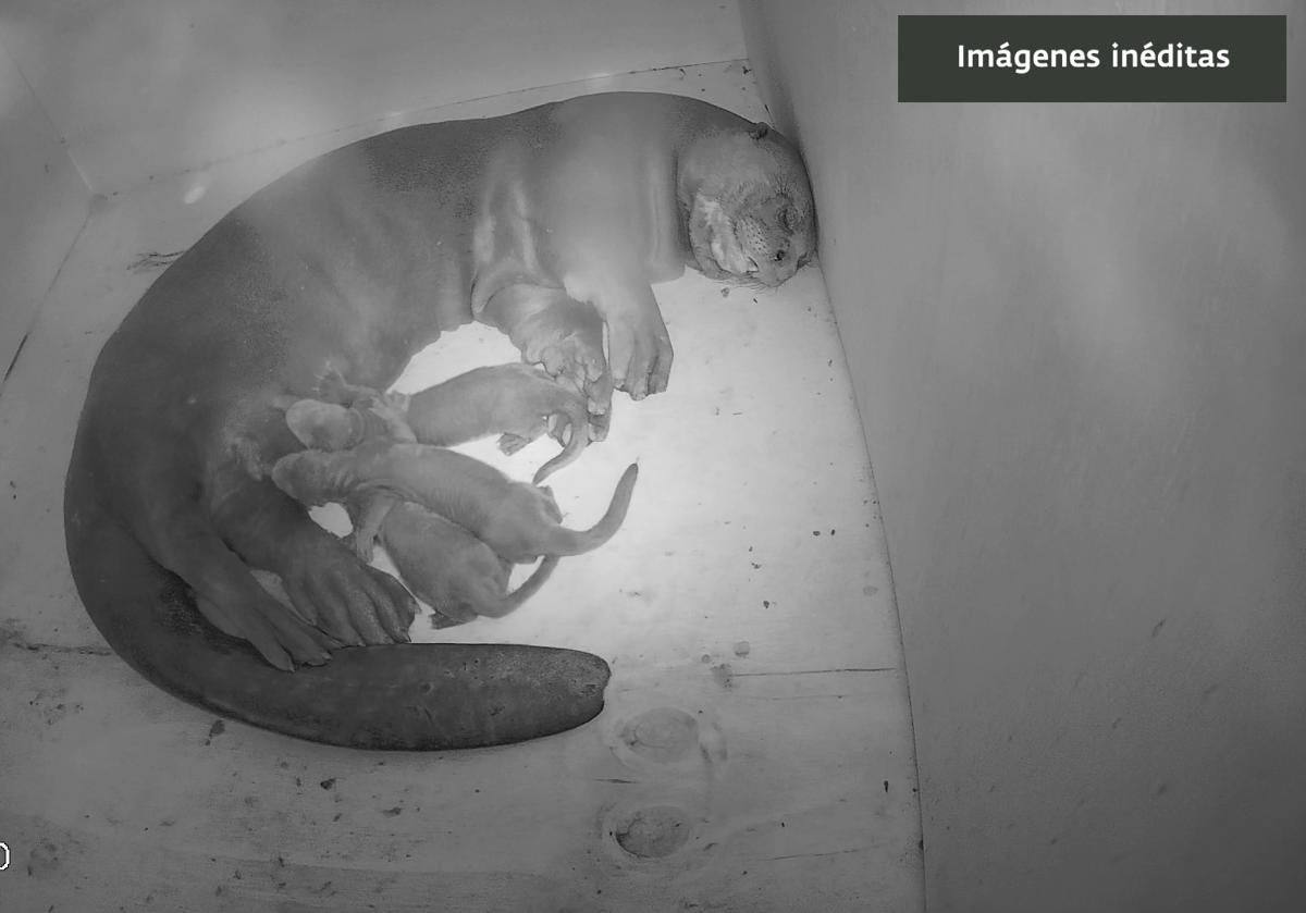 Las crías, en una estancia interior habilitada para su protección.