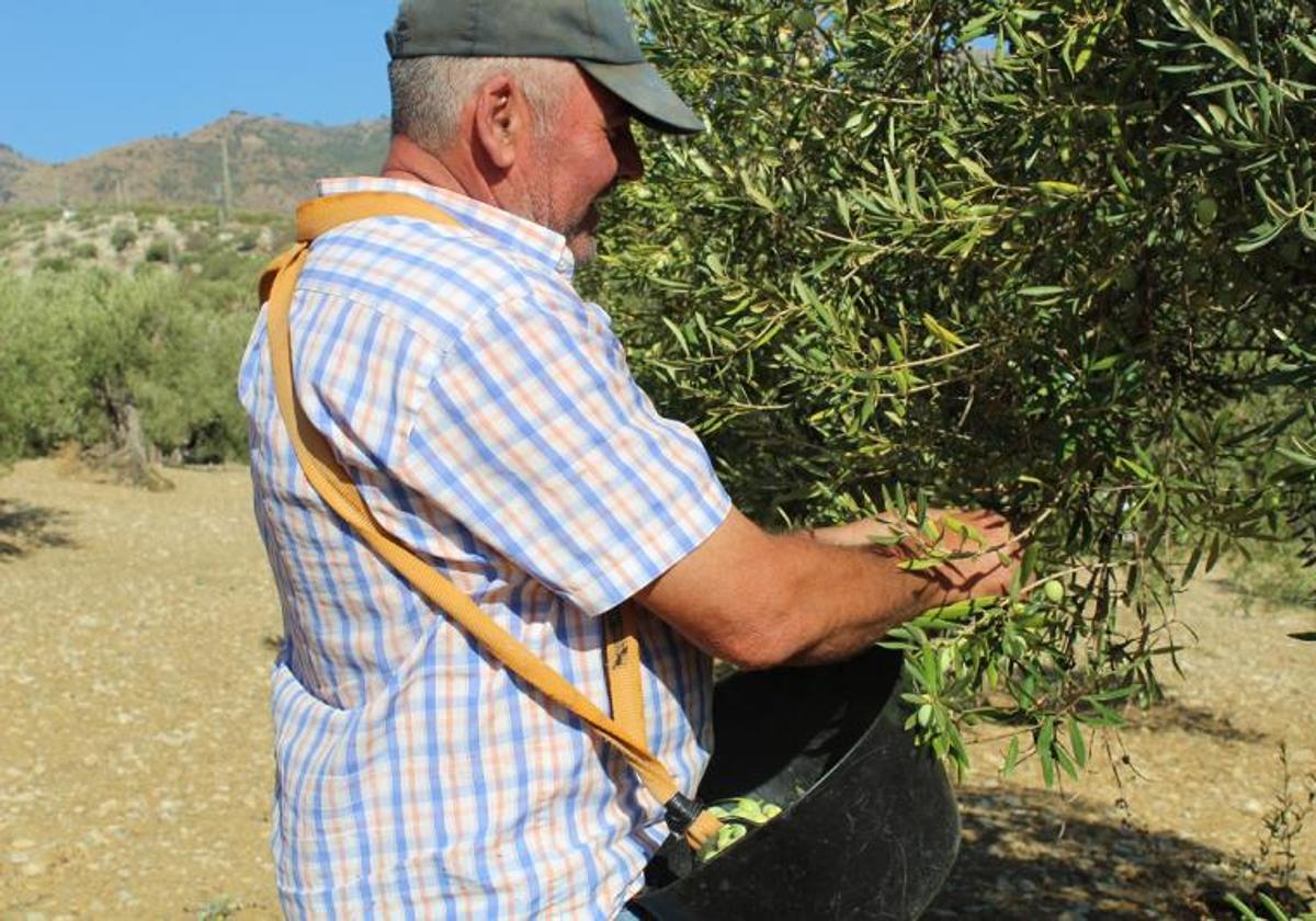 Un jornalero durante la recogida de aceitunas aloreña.