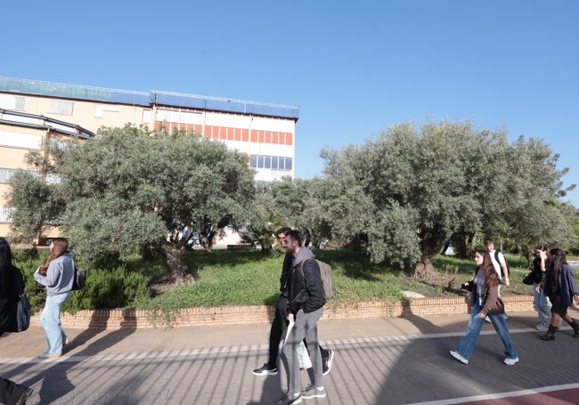 Alumnos universitarios pasan junto a unos olivos en el campus de Teatinos.