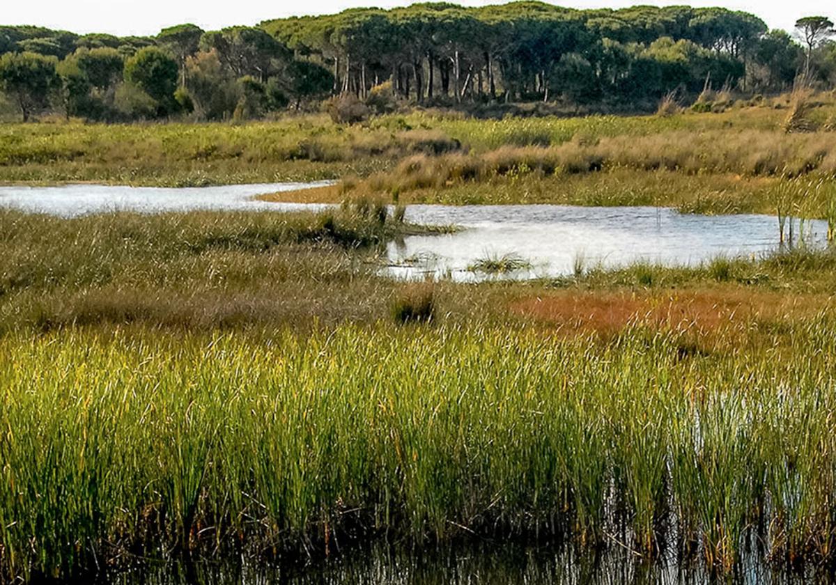 El Consejo de Participación de Doñana aborda urgente el proyecto de almacenamiento de gas subterráneo