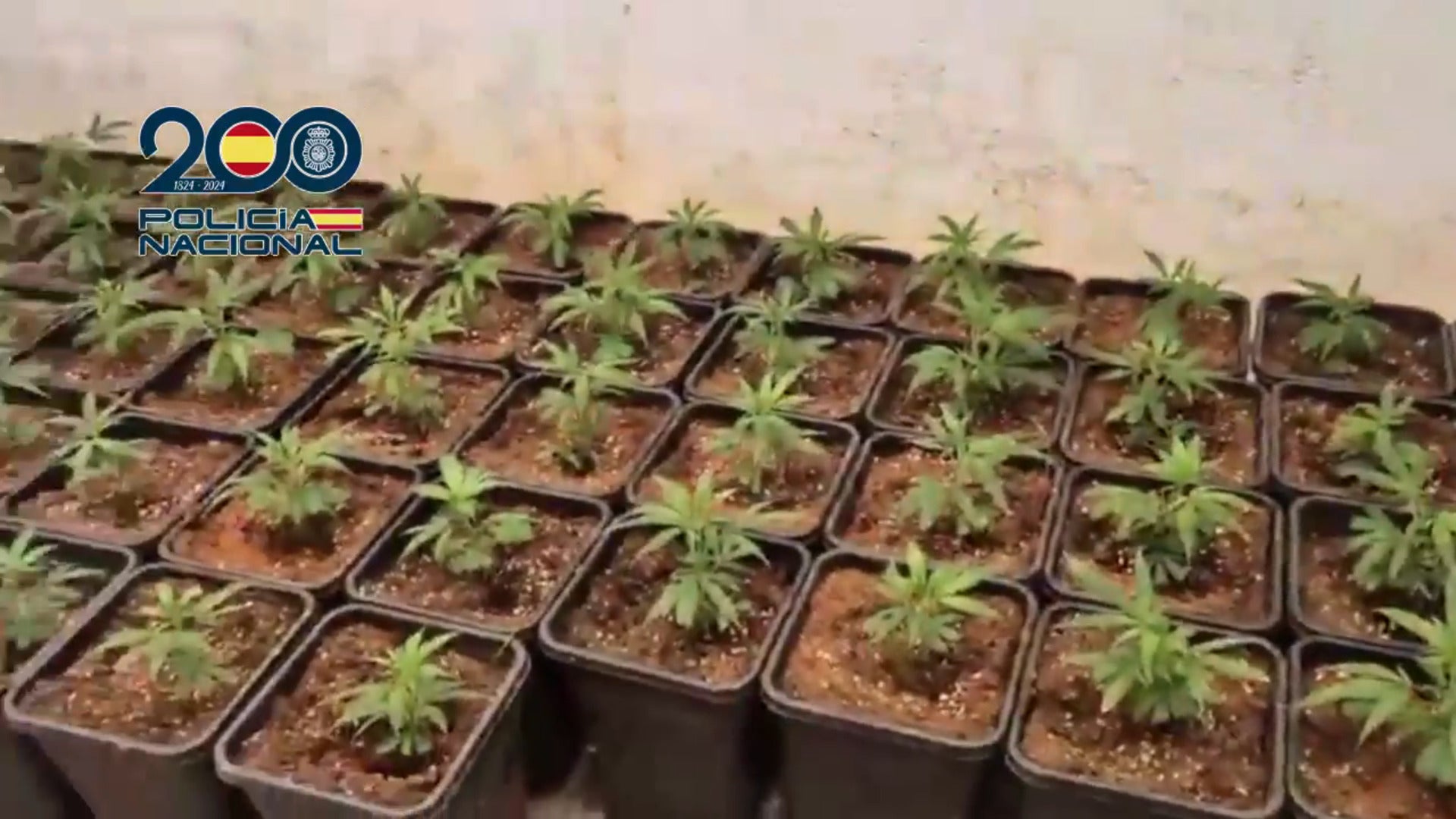 Intervienen 1.650 plantas de marihuana y tres escopetas tras desmantelar nueve laboratorios de cannabis en Málaga