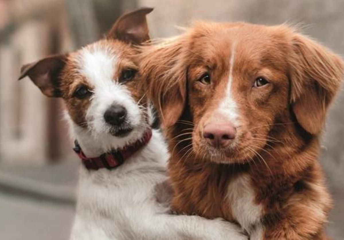 'Mejores amigos' ofrece servicios gratuitos de veterinaria a personas vulnerables con animales de compañía