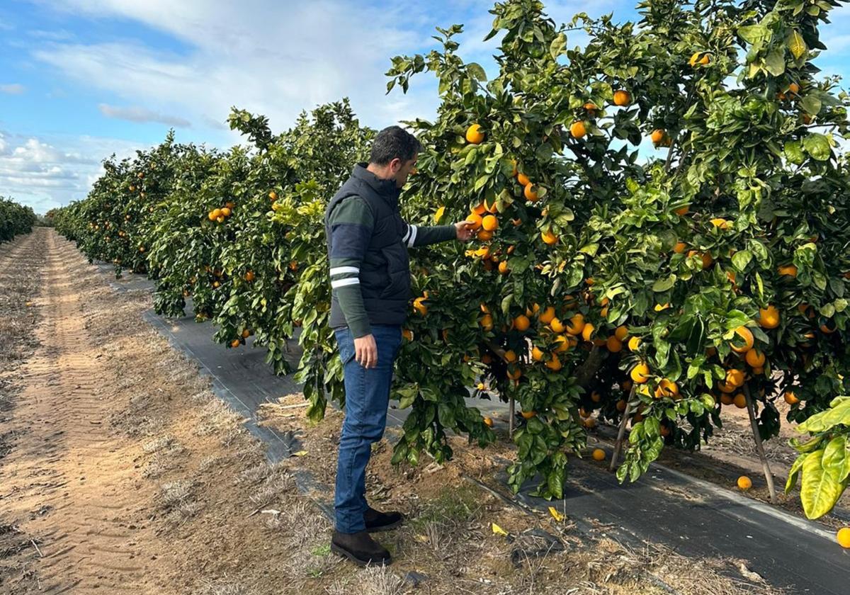 La Junta impulsa una ley para potenciar el liderazgo andaluz en producción ecológica