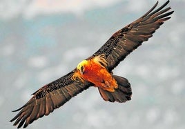 Un total de 16 pollos de quebrantahuesos ha nacido en libertad en Andalucía desde que se logró este hito en 2015
