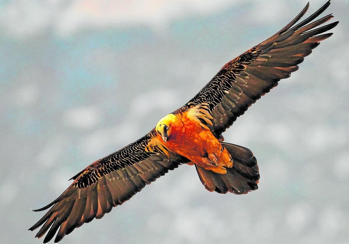Un total de 16 pollos de quebrantahuesos ha nacido en libertad en Andalucía desde que se logró este hito en 2015