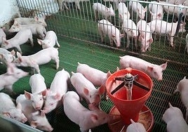 Imagen de una granja porcina.