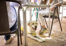 Un perro guía, junto a su dueña.