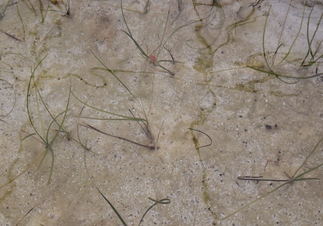 'Cymodocea nodosa', en los tanques de agua salada del invernadero donde se cultiva para su reintroducción en la costa rinconera.
