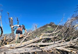 Un corredor de trail sortea los árboles atravesados en un camino, cerca de la Media Luna.