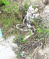 Basura acumulada en la zona denunciada de la calle Pinosol.