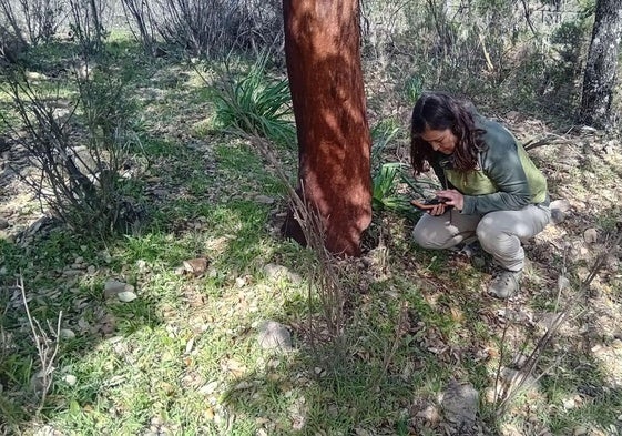Imagen de la planta conocida popularmente como 'Nomevés', debido a su pequeño tamaño y la brevedad de su floración.
