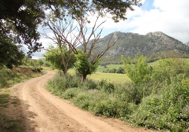 El recorrido discurre en parte cerca del Alto de la Breña