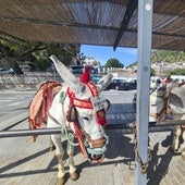 Burros taxi en Mijas.