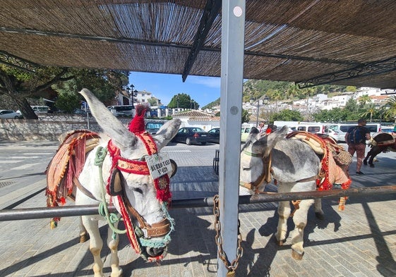 Burros taxi en Mijas.