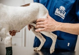 Especialistas en traumatología veterinaria en SOS Animal para aliviar y devolver la movilidad a perros y gatos