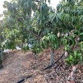 Imagen de una finca de subtropicales en la Axarquía.