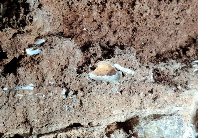 Conchero hallado en las cavidades.