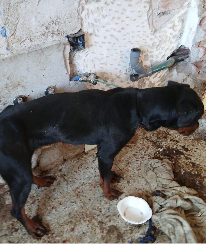 Imagen secundaria 2 - Así encontraron los agentes a la perra.