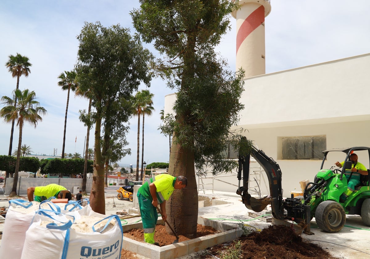 Los operarios realizan la plantación de los tres árboles botella.