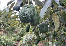 Imagen de una finca de aguacates en la Axarquía.