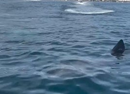 Localizan un tiburón peregrino en la costa de Marbella y las imágenes se hacen virales