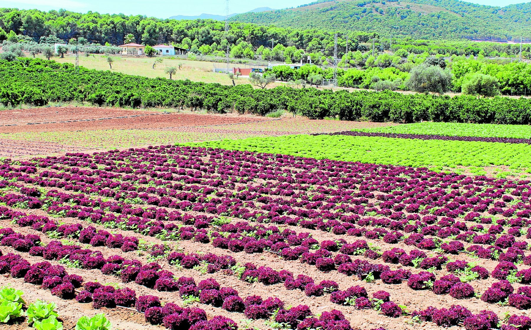 Varios cultivos en el Valle del Guadalhorce.