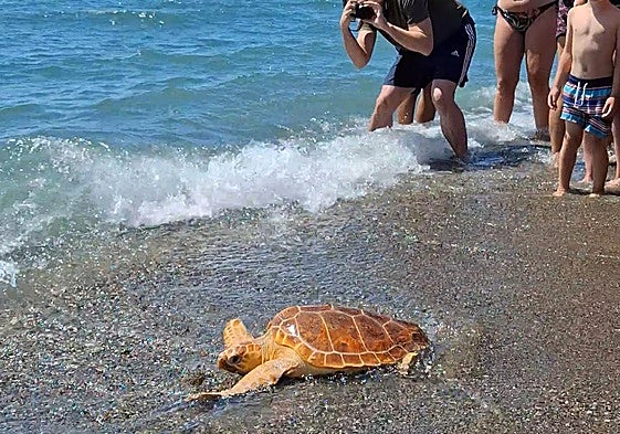 Un turista capta una foto de la tortuga Gloria cuando trata de zambullirse en el Mediterráneo.