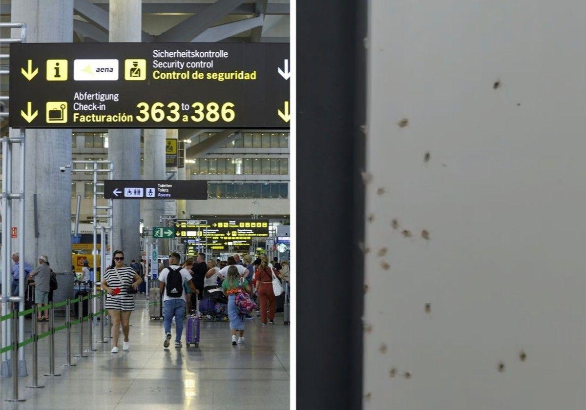 El aeropuerto de Málaga identifica los insectos de la terminal y descarta una plaga