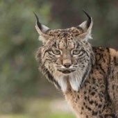 Un ejemplar de lince ibérico, cuyo crecimiento continuado se mantiene al alza en los últimos años.