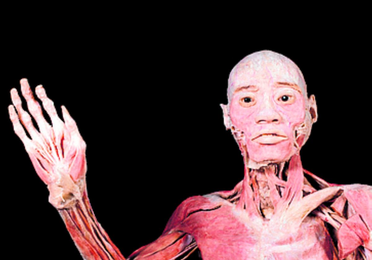 La exposición número 1 sobre el cuerpo humano llega a Málaga