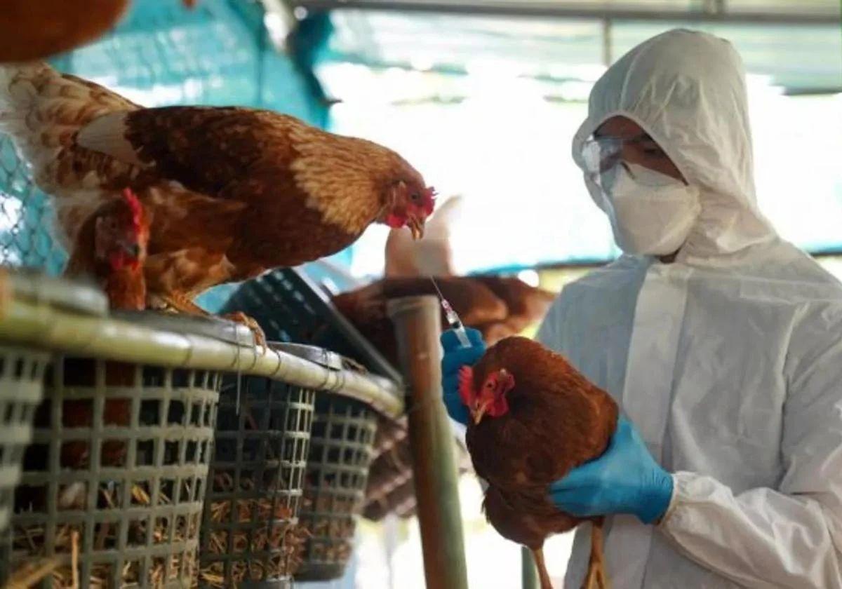Expertos advierten del «riesgo creciente» de una pandemia de gripe aviar en España