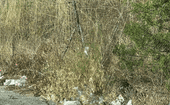 Basura acumulada en la zona denunciada.