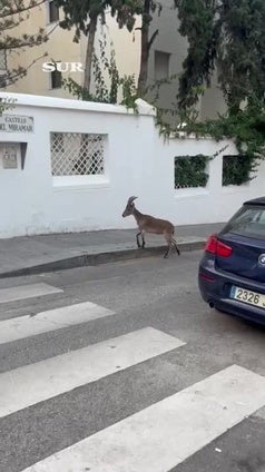 Una cabra montés se pasea por la zona de El Limonar ante la sorpresa de los vecinos