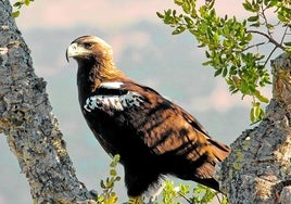 Ejemplar de águila imperial ibérica.