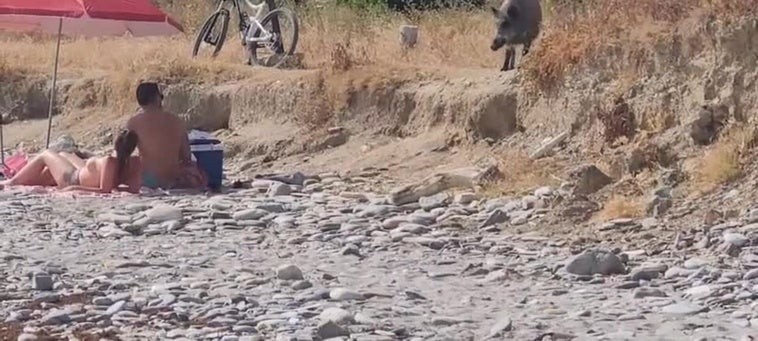 Los jabalíes se apuntan a un día de playa en el paraje natural de Maro-Cerro Gordo en Málaga