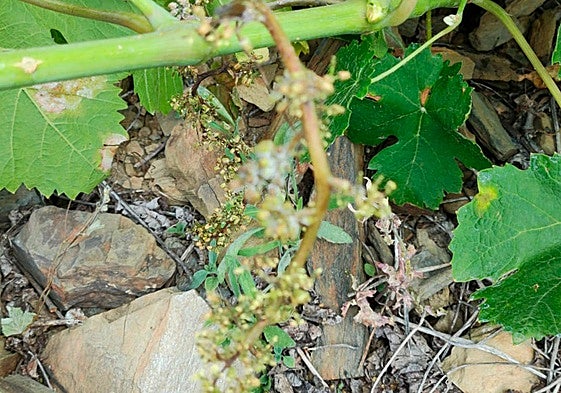 Imagen de una de las viñas moscatel de la Axarquía afectadas por el hongo 'mildiu'.