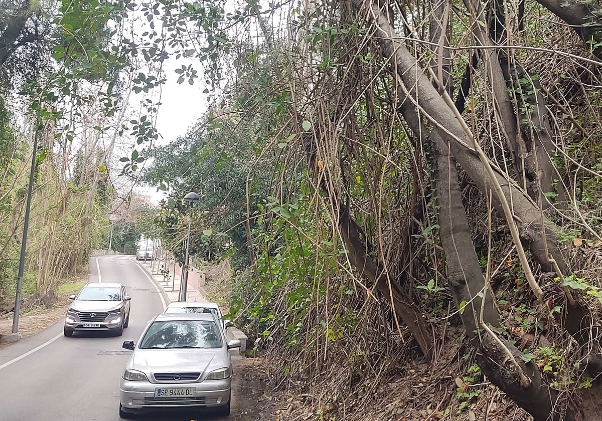 Vegetación de gran porte a pie de calle, en la parcela del antiguo vivero de Pan Triste.